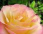 Описание лучших сортов роз: классификация, фото Устойчивые сорта роз