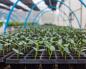 Зеленцы на грядке – как выращивать огурцы в открытом грунте Когда сажать огурцы на огороде